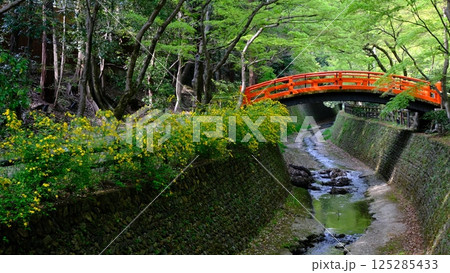 新緑の御土居と鶯橋 125285433