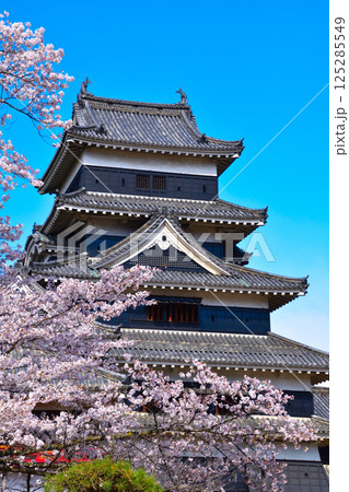 春　桜　松本城 125285549