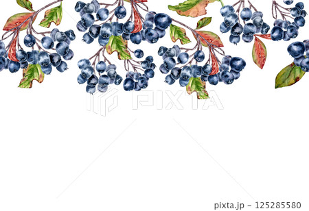 Watercolor black chokeberry seamless border of aronia berries and leaves isolated. Botanical autumn repeat pattern of tree branches and blue berries hand painted for fabric prints, seasonal banners. 125285580