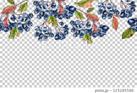 Watercolor black chokeberry seamless border of aronia berries and leaves isolated. Botanical autumn repeat pattern of tree branches and blue berries hand painted for fabric prints, seasonal banners. 125285580
