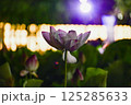 光に照らされる蓮の花 125285633