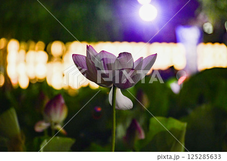 光に照らされる蓮の花 125285633