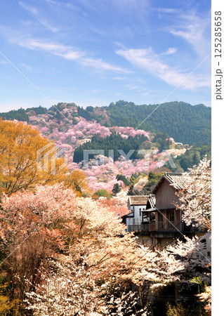 世界遺産　吉野大峯の満開の桜 125285658