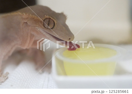 餌を食べるクレステッドゲッコー 125285661