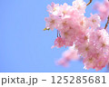 枝垂れ桜と青空 125285681