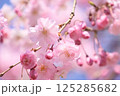 枝垂れ桜と青空 125285682