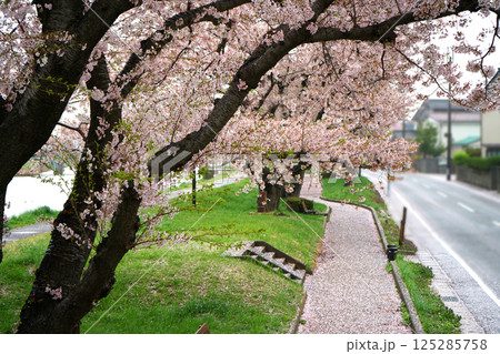 散り始めの桜と花びらの遊歩道 散り始めの桜と花びらの遊歩道 125285758