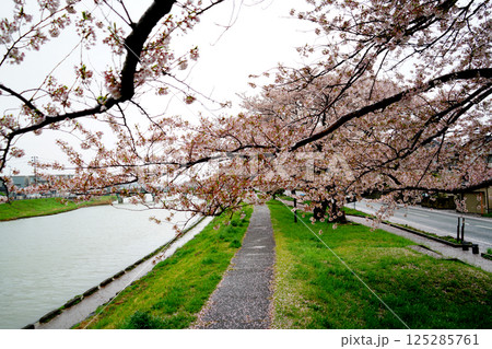 散り始めの桜と花びらの遊歩道 散り始めの桜と花びらの遊歩道 125285761