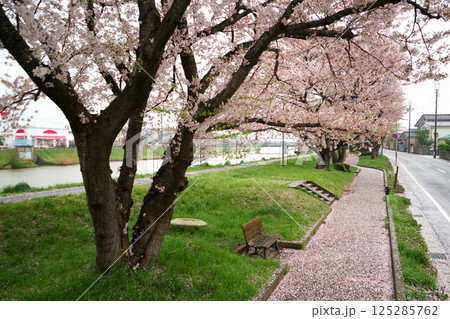 散り始めの桜と花びらの遊歩道 125285762
