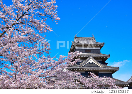 春　桜　桜吹雪　松本城 125285837
