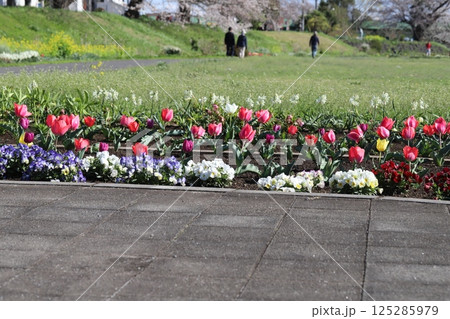 春の公園に咲く赤いチューリップの花とカラフルなパンジーの花 春の公園に咲く赤いチューリップの花とカラフルなパンジーの花 125285979