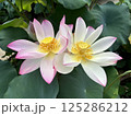 白い蓮の花 125286212