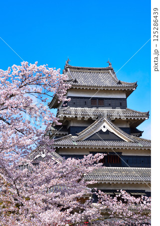 春 桜 松本城 春 桜 松本城 125286439