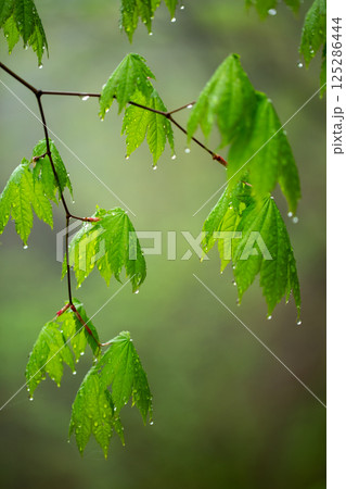 雨上がりの瑞々しい若葉1 雨上がりの瑞々しい若葉1 125286444