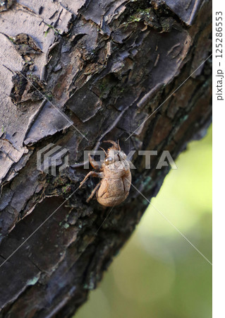 ニイニイゼミの抜け殻 ニイニイゼミの抜け殻 125286553