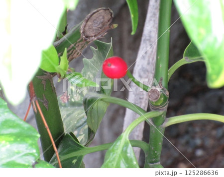 赤いミニトマト 125286636