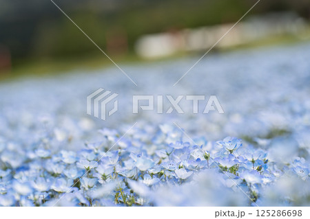 ネモフィラ ネモフィラ 125286698