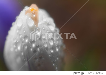 雨に濡れたクロッカス 雨に濡れたクロッカス 125286967