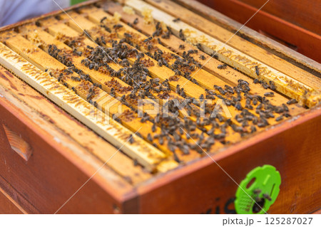 Honey bees working on honeycomb frame in wooden beehive 125287027