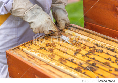 Beekeeper removing honeycomb frame from beehive using hive tool Beekeeper removing honeycomb frame from beehive using hive tool 125287028
