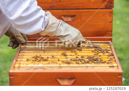 Beekeeper opening beehive and harvesting honey with special tool Beekeeper opening beehive and harvesting honey with special tool 125287029