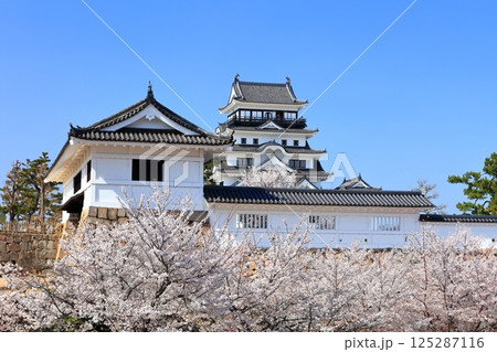【広島県】桜咲く春の福山城(復興後)福山城桜まつり 【広島県】桜咲く春の福山城(復興後)福山城桜まつり 125287116