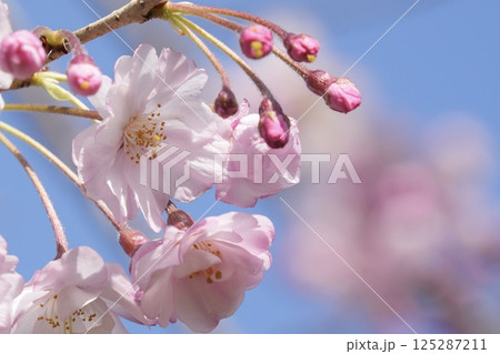 春の陽光を浴びて輝くふんわり八重桜 青空 春の陽光を浴びて輝くふんわり八重桜 青空 125287211