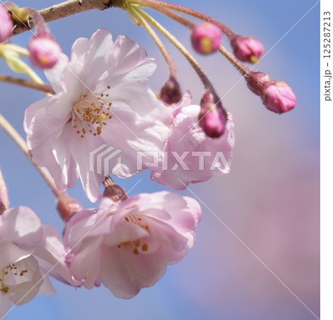 春の陽光を浴びて輝くふんわり八重桜　青空 125287213