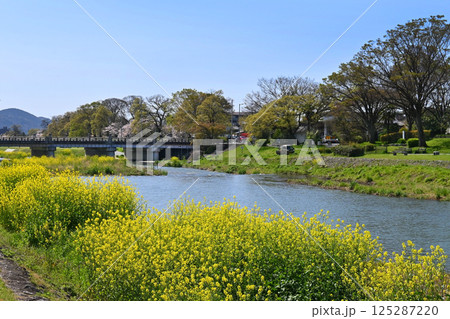 春の京都市賀茂川 北大路橋の長閑な風景 125287220