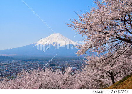 春 桜 富士吉田市街 富士山 春 桜 富士吉田市街 富士山 125287248