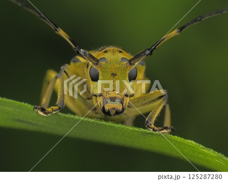 ヤツメカミキリ 125287280