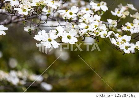 埼玉県狭山市　智光山公園のハナミズキ 125287565