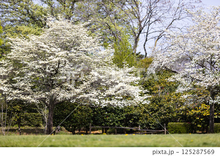 埼玉県狭山市 智光山公園のハナミズキ 埼玉県狭山市 智光山公園のハナミズキ 125287569
