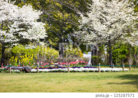 埼玉県狭山市　智光山公園のハナミズキ 125287571