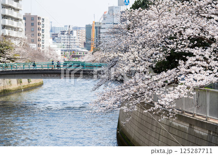 【ゲートシティ大崎】目黒川を彩る桜並木道 【ゲートシティ大崎】目黒川を彩る桜並木道 125287711
