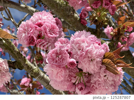 Close-up of vibrant pink cherry blossoms blooming on a tree against a bright blue sky 125287807