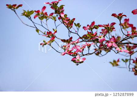 埼玉県狭山市　智光山公園のハナミズキ 125287899