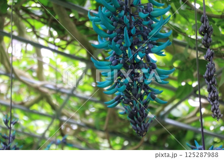 ヒスイカズラ ヒスイカズラ 125287988