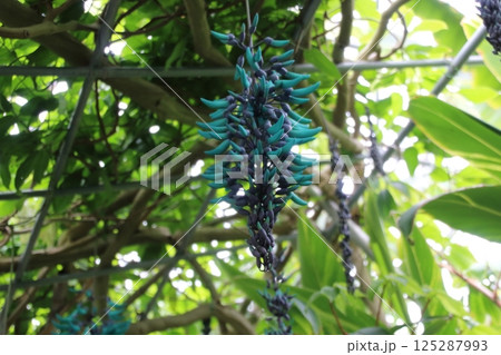 ヒスイカズラ 125287993