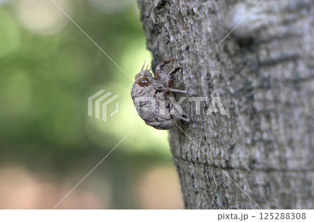 ニイニイゼミの抜け殻 ニイニイゼミの抜け殻 125288308