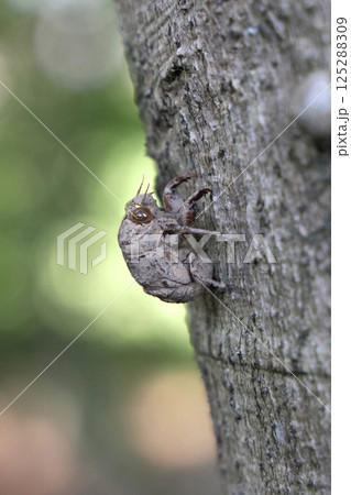 ニイニイゼミの抜け殻 125288309