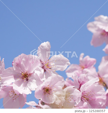 青空に映える桜 アップ 青空に映える桜 アップ 125288357