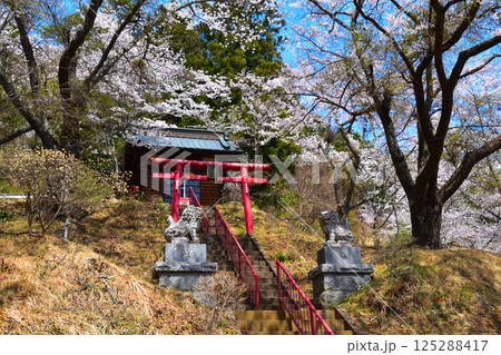 春　桜　國福大神社 125288417