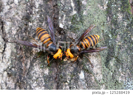 スズメバチ 125288419
