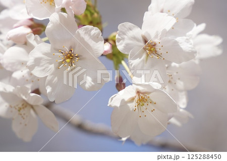 春の日差しを浴びて咲く満開の桜　ソメイヨシノ 125288450