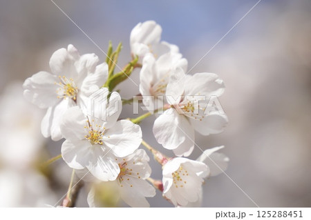春の日差しを浴びて咲く満開の桜　アップ 125288451