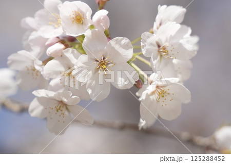 春の日差しを浴びて咲く満開の桜 ソメイヨシノ 春の日差しを浴びて咲く満開の桜 ソメイヨシノ 125288452