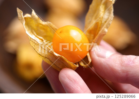 Close-up of hand peeling off the husk of physalis, revealing the orange cape gooseberry fruit Close-up of hand peeling off the husk of physalis, revealing the orange cape gooseberry fruit 125289066