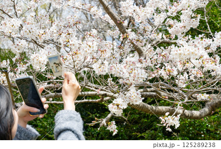 ウェディングフォトと桜 ウェディングフォトと桜 125289238