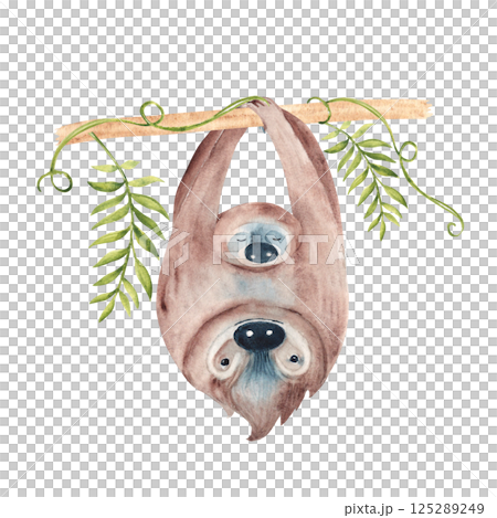 Sloth Family. Baby and father sloth hanging on Liana branch with tropical leaves. Happy Fathers day. Watercolor painting of cute wild animals isolated on white background. For kids cards and posters Sloth Family. Baby and father sloth hanging on Liana branch with tropical leaves. Happy Fathers day. Watercolor painting of cute wild animals isolated on white background. For kids cards and posters 125289249